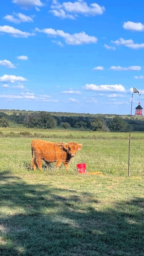 view of yard featuring a rural view