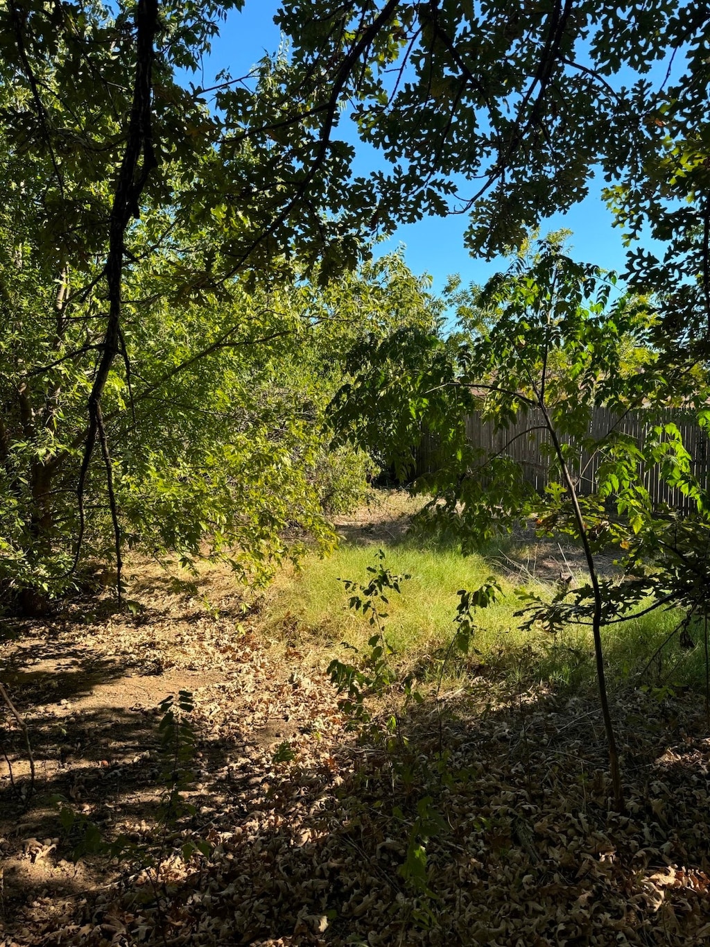 view of local wilderness