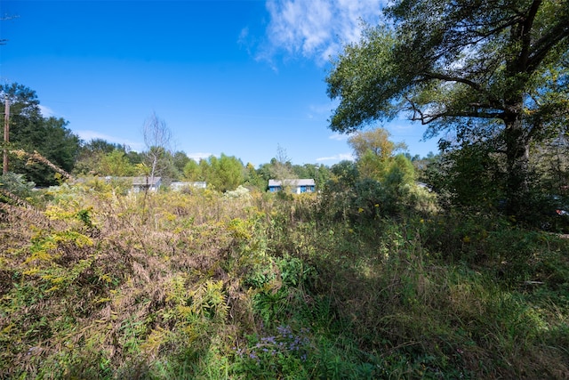 view of local wilderness