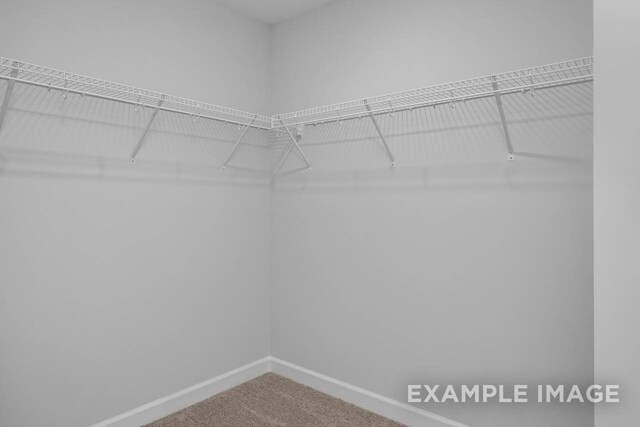 walk in closet featuring carpet floors