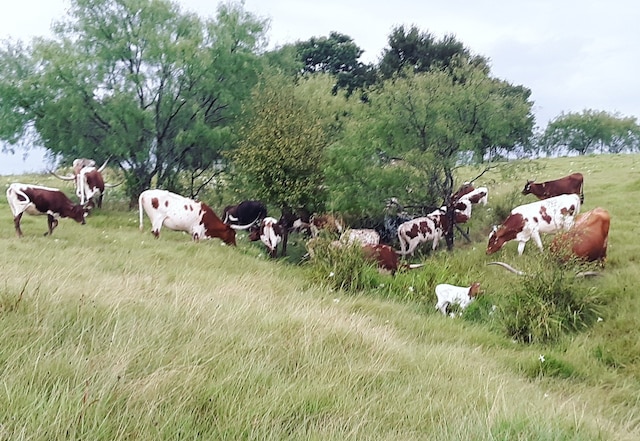 view of yard featuring a rural view