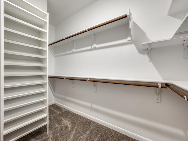 walk in closet featuring carpet flooring