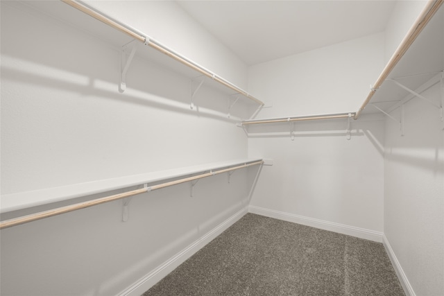 walk in closet featuring carpet flooring