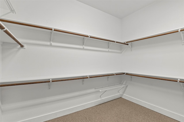 spacious closet featuring carpet flooring