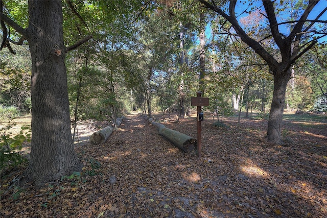 view of local wilderness