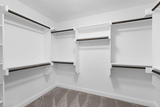 walk in closet featuring carpet floors