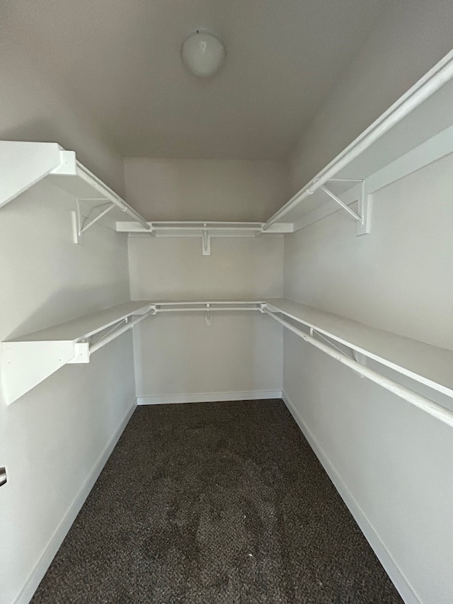 spacious closet featuring carpet flooring