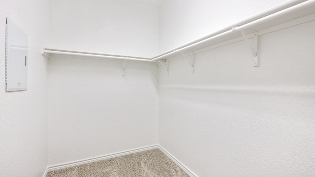 spacious closet featuring carpet floors