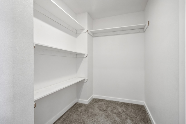 walk in closet with carpet floors