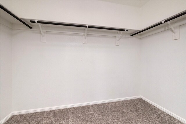 spacious closet featuring carpet