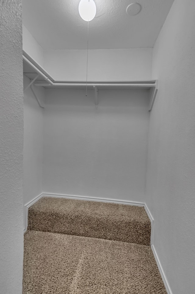 walk in closet with carpet flooring