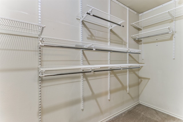 spacious closet featuring carpet floors