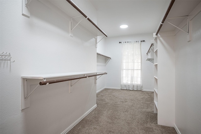 spacious closet with carpet floors