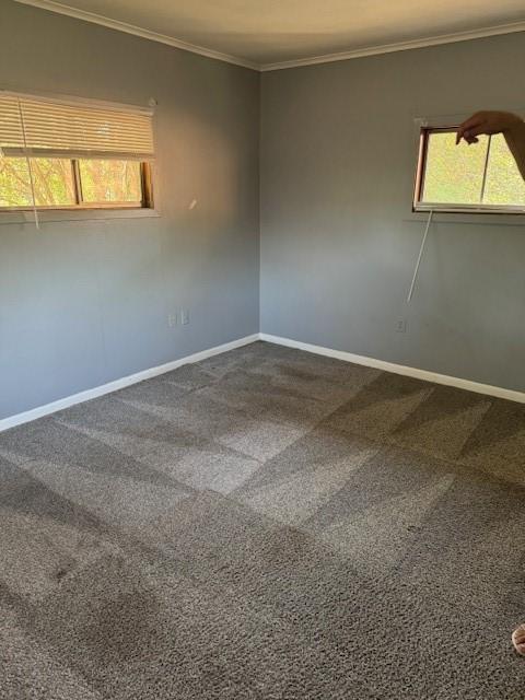 unfurnished room with crown molding and carpet floors