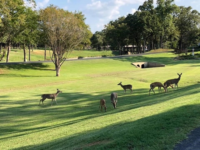 view of home's community with a lawn