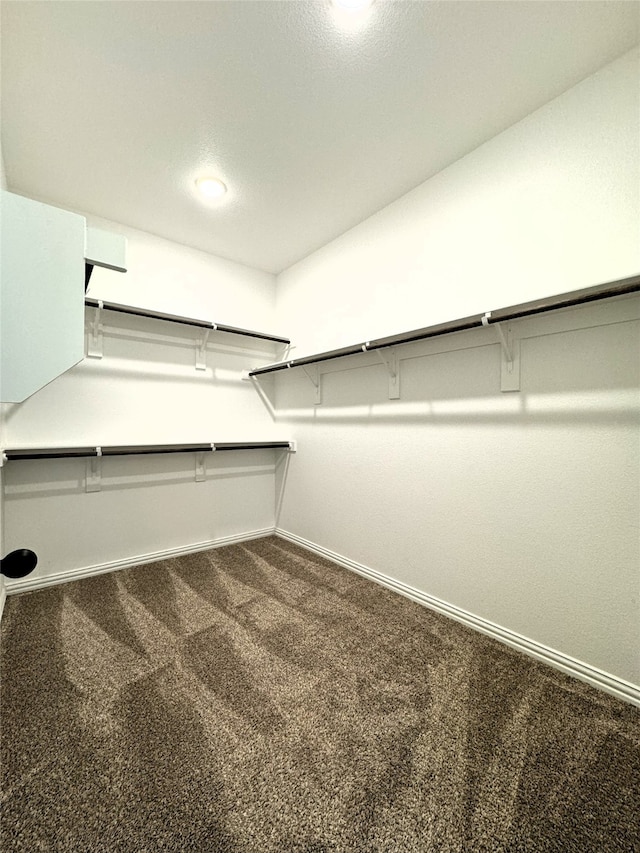 walk in closet with carpet floors