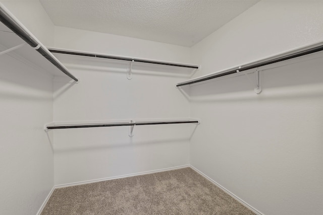 spacious closet featuring carpet floors