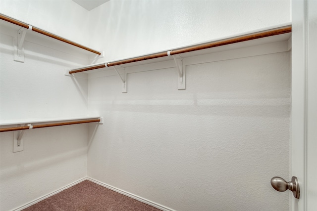 spacious closet featuring carpet