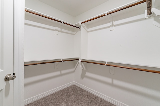 spacious closet featuring carpet floors