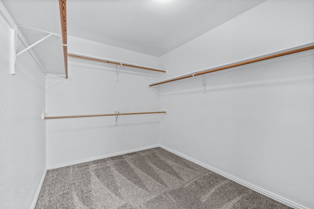 spacious closet featuring carpet