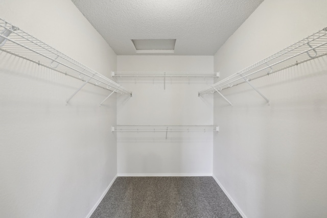 walk in closet featuring carpet floors