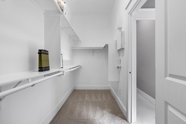 spacious closet featuring carpet