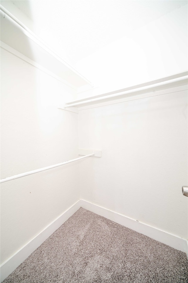 walk in closet with carpet flooring