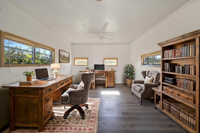 office space with ceiling fan, dark hardwood / wood-style flooring, and crown molding