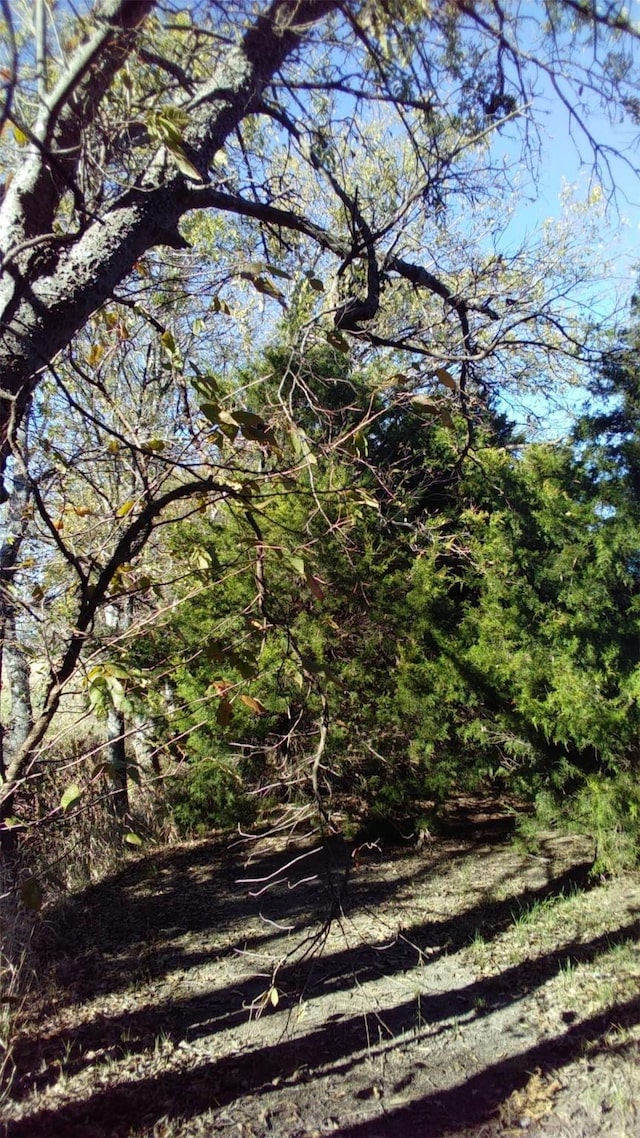 view of local wilderness