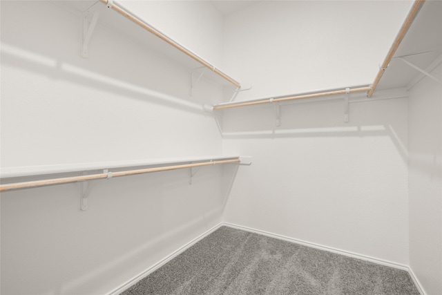 spacious closet featuring carpet