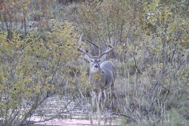 TBD Cr 461, Baird TX, 79504 land for sale