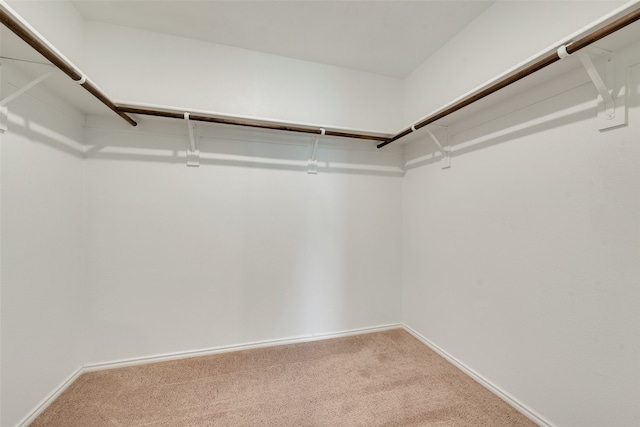 spacious closet featuring carpet