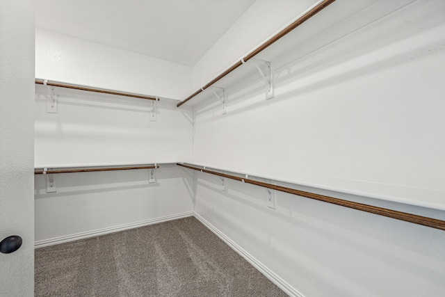 walk in closet featuring carpet floors