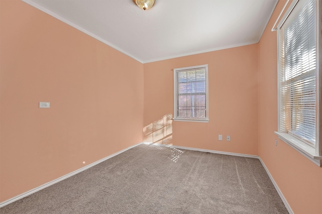 spare room featuring carpet flooring and crown molding