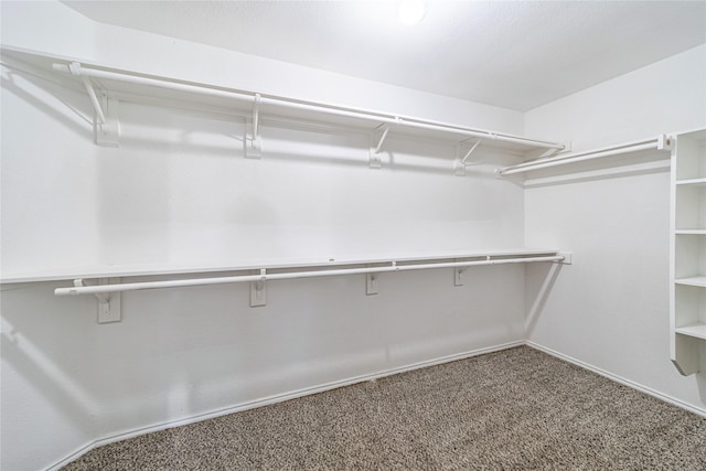 walk in closet with carpet flooring