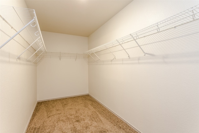 spacious closet featuring carpet floors