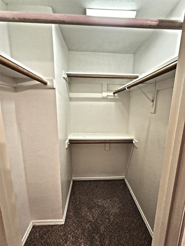 spacious closet featuring carpet flooring