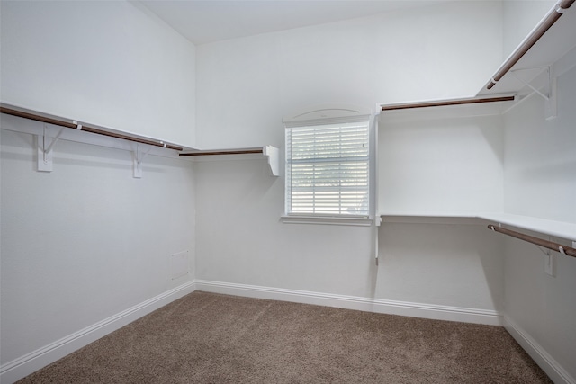 spacious closet with carpet flooring