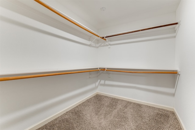 walk in closet featuring carpet flooring