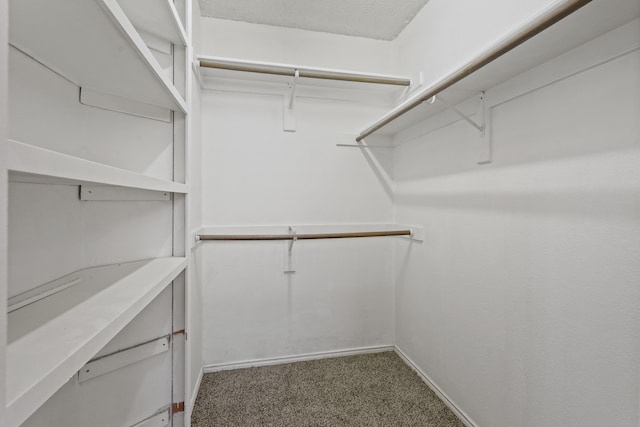 walk in closet with carpet floors