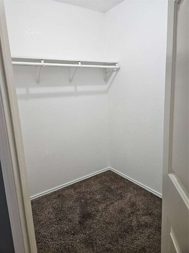 spacious closet featuring carpet flooring