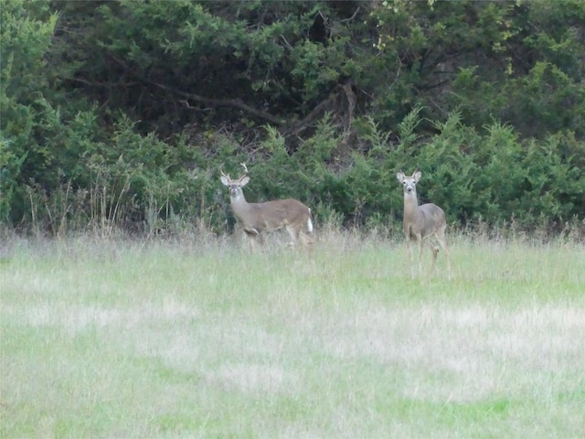 TBD School House Rd, Forestburg, TX 76239