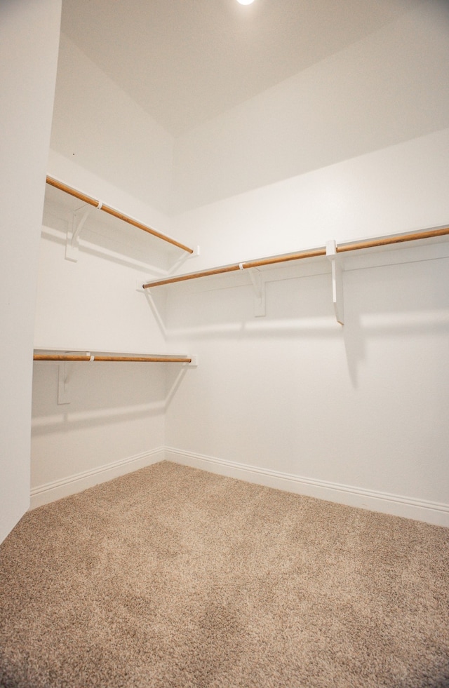 walk in closet with carpet flooring