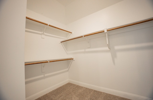 spacious closet featuring carpet