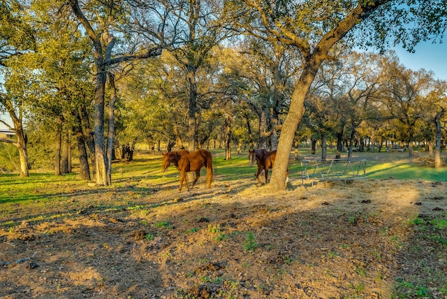 view of yard with a rural view