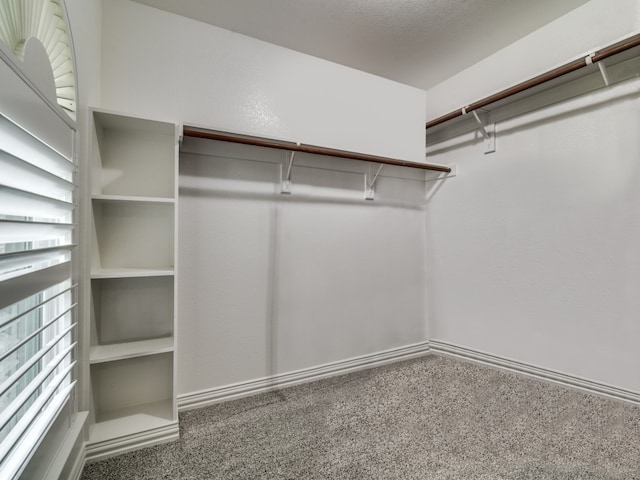 spacious closet with carpet floors