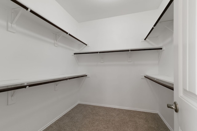 spacious closet featuring carpet flooring