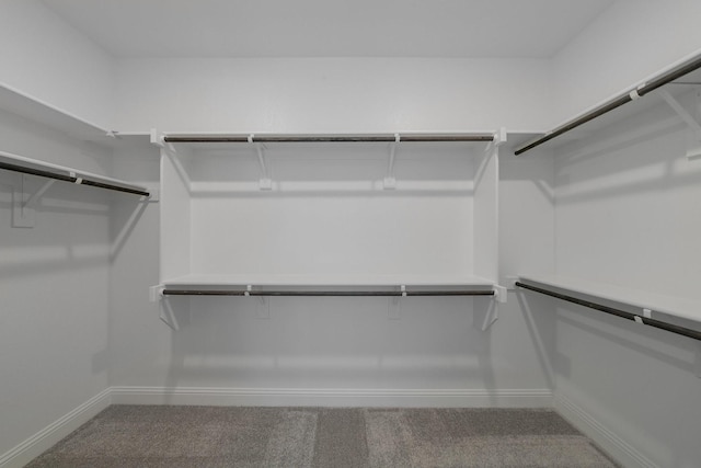 spacious closet featuring carpet floors