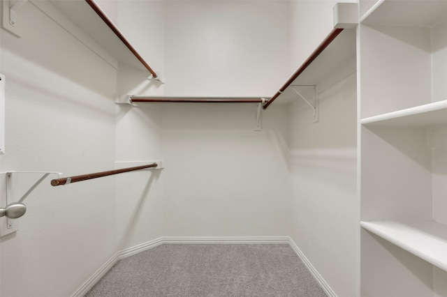 spacious closet featuring carpet floors