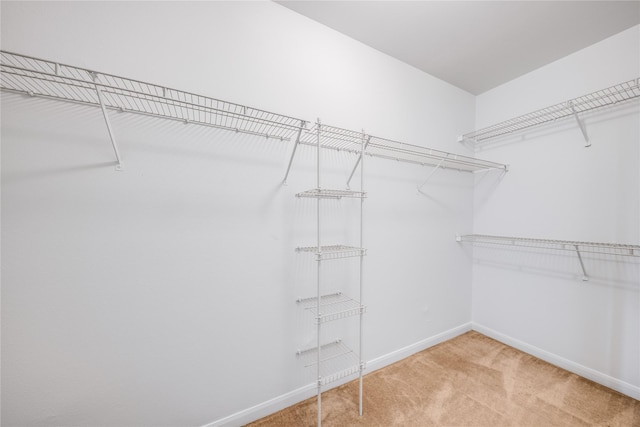 walk in closet with carpet flooring